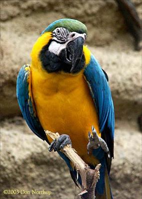 6542-vilas-macaw.jpg