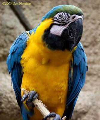 6545-vilas-macaw.jpg