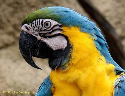 6546-macaw.jpg