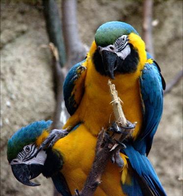 henry-vilas-oo-macaws.jpg
