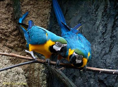6569-macaws.jpg