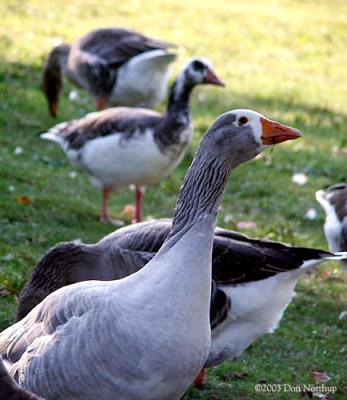 6825-ducks-geese-and-swans.jpg