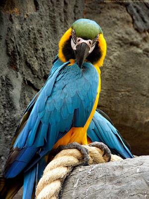 5646-blue-and-gold-macaw.jpg
