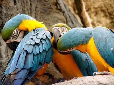 5615-blue-and-gold-macaws.jpg