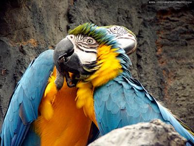 5633-blue-and-gold-macaws.jpg