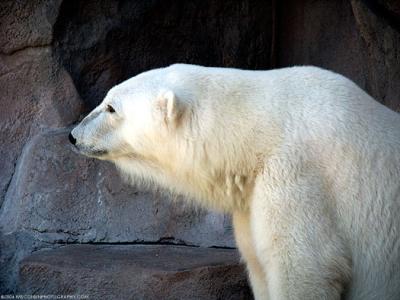 5554-polar-bear.jpg