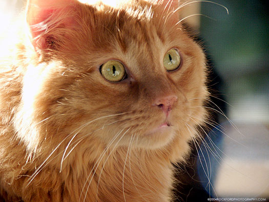 6828-ginger-cat.jpg