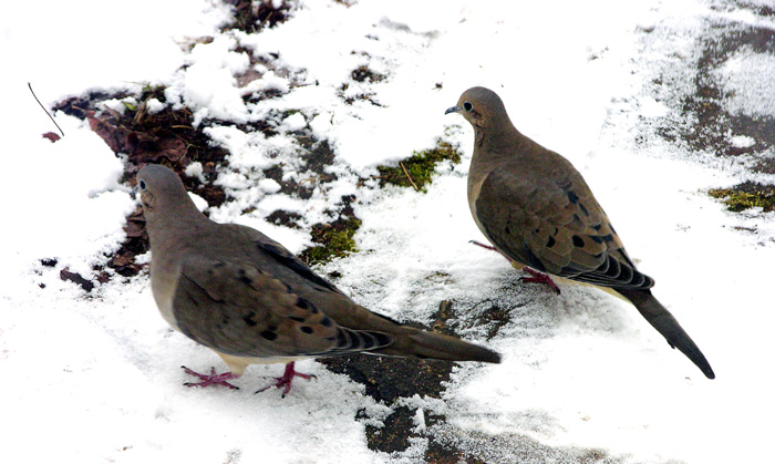 Mourning Doves