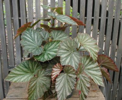 Begonia Gray Ghost