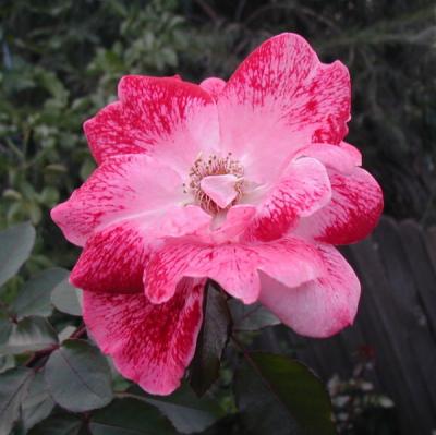 u36/missy_gardenwhimsy/medium/32338192.PB160020scr.jpg