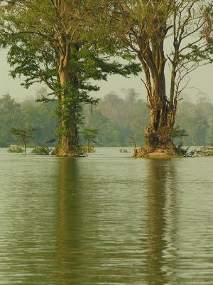 Trees in the Mekong - Southern Laos