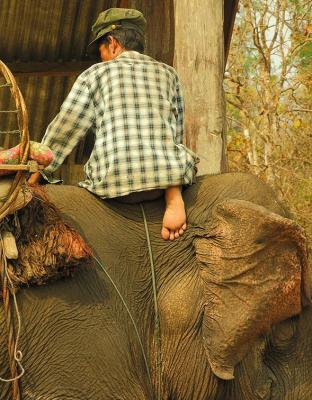 Elephant Driver - Southern Laos