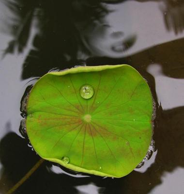 Lotus Leaf - Bangkok