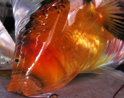 Fish for sale - Weekend Market - Bangkok