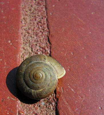 Snail - Bangkok