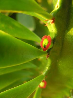 Plant Detail - Golden Triangle