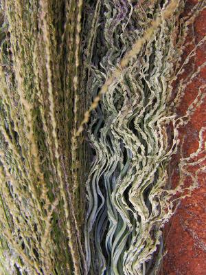 Broom Grasses - Thailand