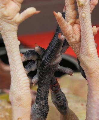 Chicken Feet - Luang Prabang
