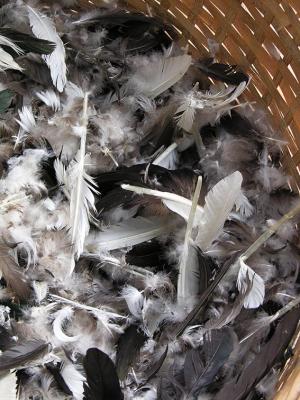 Basket of Chicken Feathers - Luang Prabang