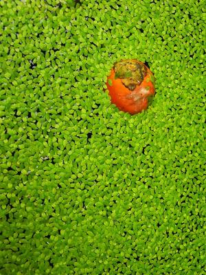 Green and Orange - Vientiane