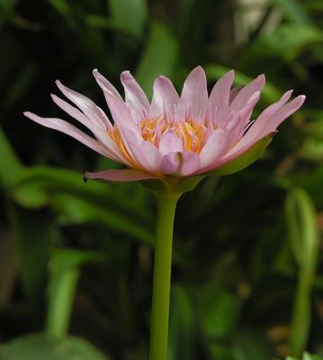Lotus - Vientiane