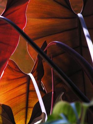 Leaves - Vientiane
