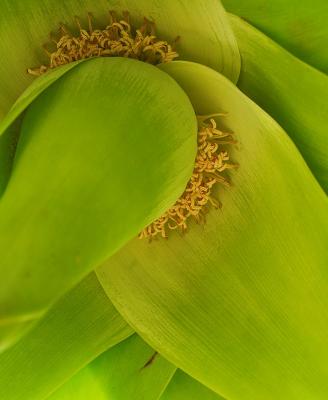 Banana Detail - Vientiane