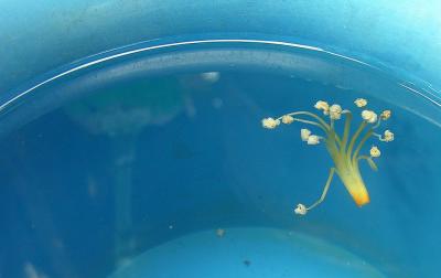 Floating Flower
