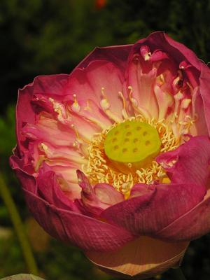 Opium Poppy?