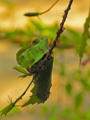 Leaf Infestation
