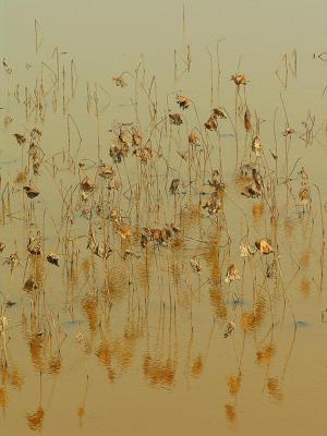 Pond LIfe