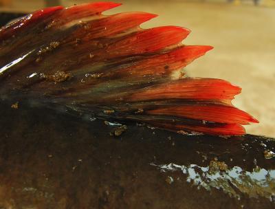 Fin of Dinner