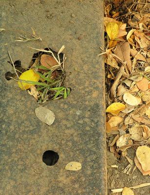 Nature Wins