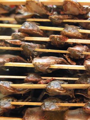 Dried Frogs