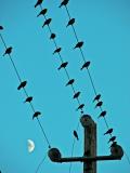 Moon Wire (Petaluma, CA)