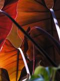 Leaves - Vientiane