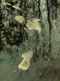 Story of the River