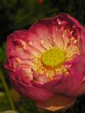 Opium Poppy?