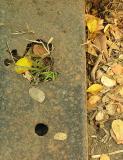 Nature Wins