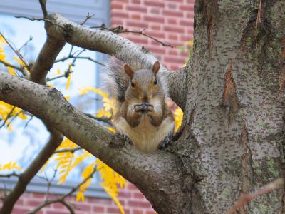 Squirrel Tree Princeton CS Eating