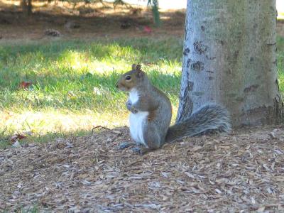 Squirrel Grad College
