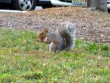 Squirrel Hoyt Berries