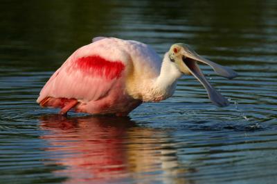 Roseate Spoonbill