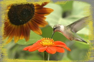 HUMMINGBIRD=11bmp.JPG   N/A