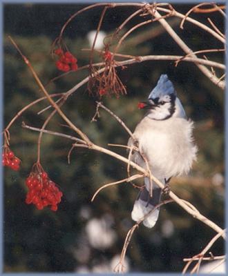 BLUE JAY=2.JPG