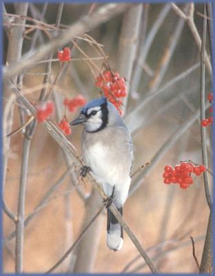 BLUE JAY=3.JPG   N/A