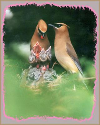 Waxwing1.JPG