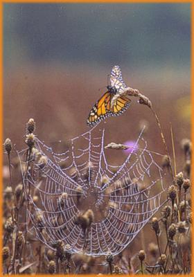 BUTTERFLY -WEB.JPG