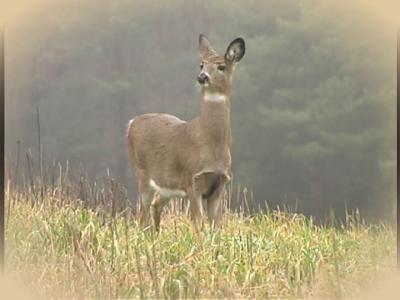 Doe.jpg   N/A