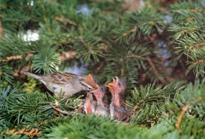 sparrows.JPG   N/A